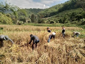 rice harvest